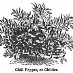 19th Century Chile Varieties in London and Paris